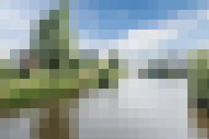 Allium 8 Voorhout thumbnail 61
