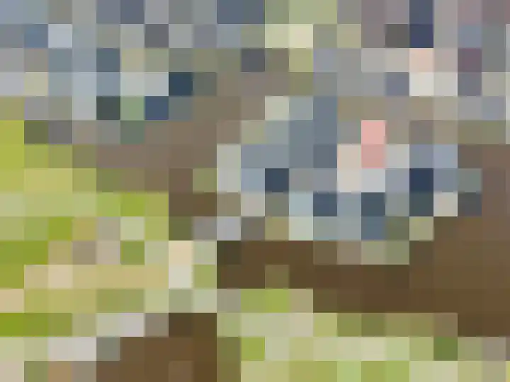 Allium 8 Voorhout thumbnail 63