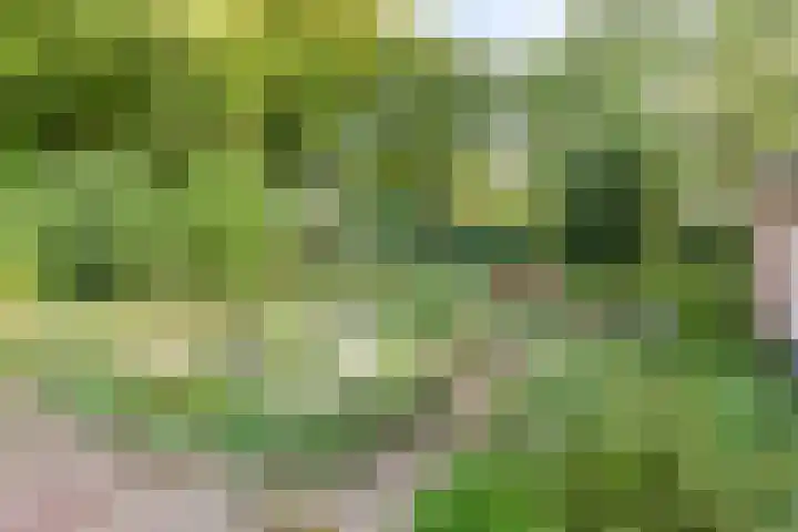 Almenseweg 39 Vorden thumbnail 32