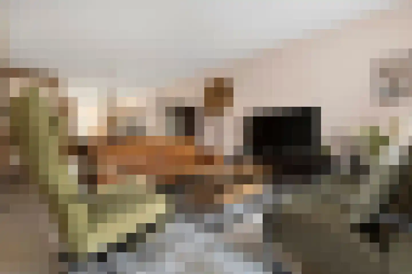 Aloysiusplein 51 Geffen thumbnail 12