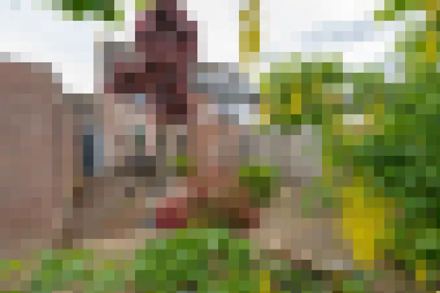 Alpenkraai 24 Emmen thumbnail 30