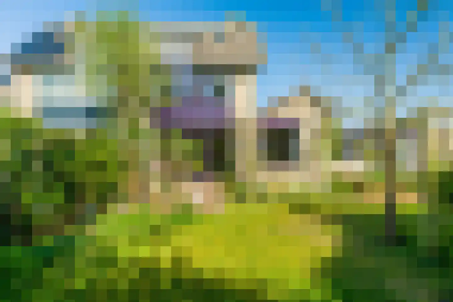 Alpenroos 10 Leiden thumbnail 47