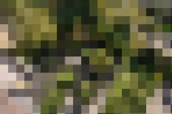 Alpenroos 6 Leiden thumbnail 23