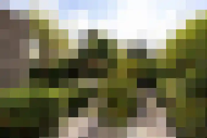 Alpenroos 6 Leiden thumbnail 24