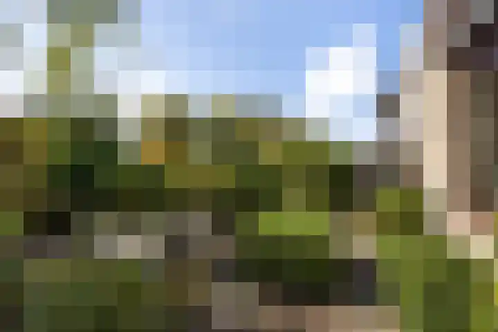 Alpenroos 6 Leiden thumbnail 25