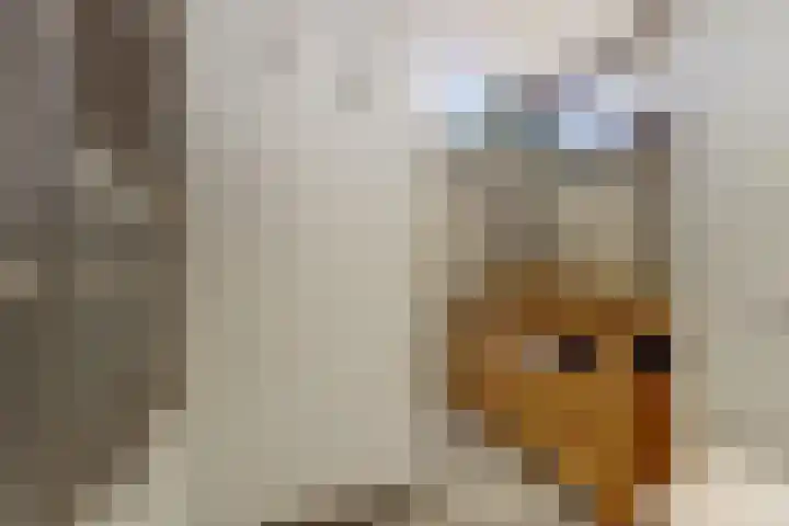 Alpherwetering 55 Waddinxveen thumbnail 4