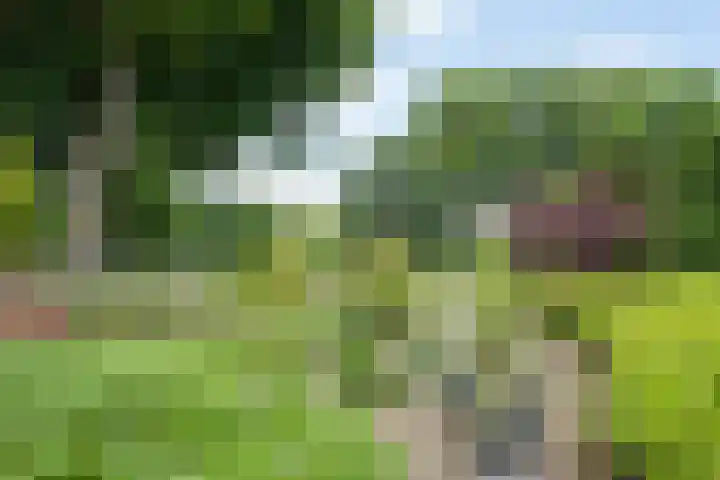 Alte Picardiëkanaal 12 Coevorden thumbnail 75
