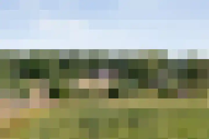 Alteveer 85 Alteveer thumbnail 86