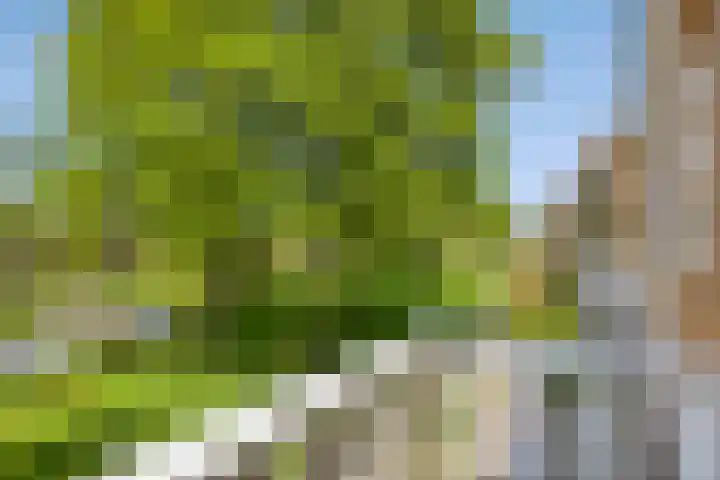 Alver 13 Bodegraven thumbnail 20