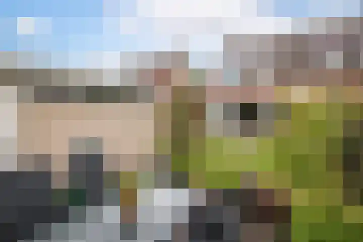 Alver 15 Avenhorn thumbnail 39