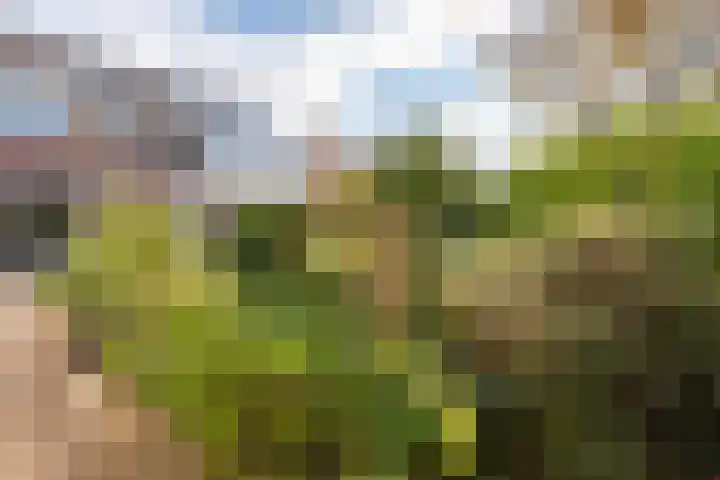 Alver 27 Avenhorn thumbnail 55
