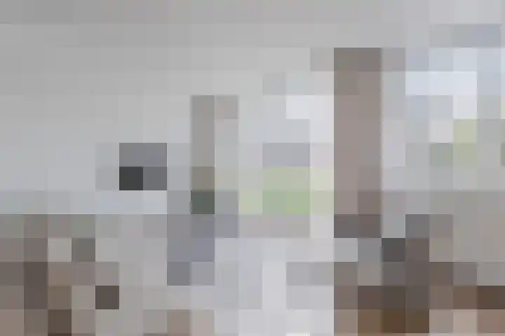 Alver 62 Papendrecht thumbnail 6