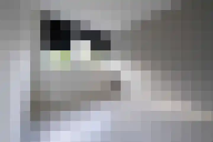 Alverno 12 Oudenbosch thumbnail 29