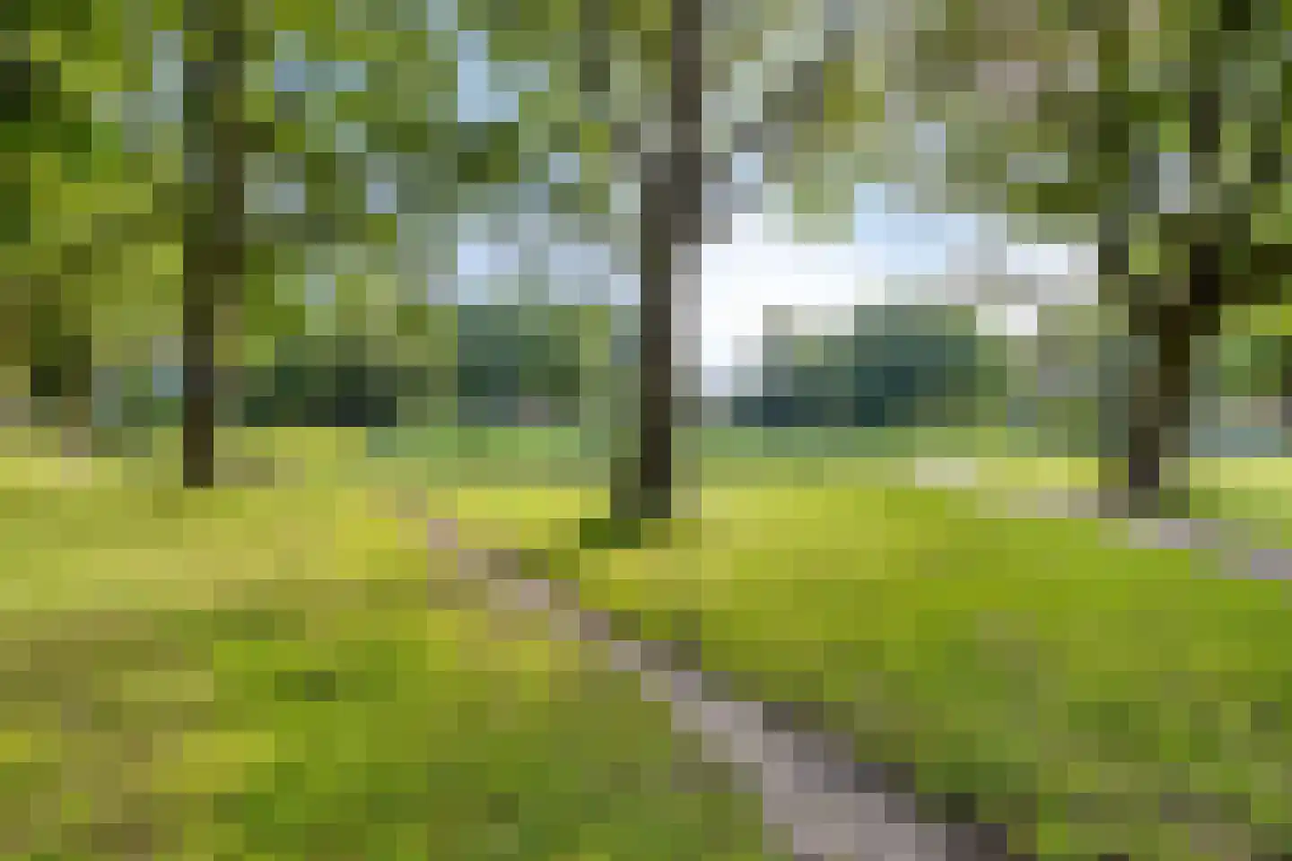 Amalia van Solmslaan 37 Grave thumbnail 37