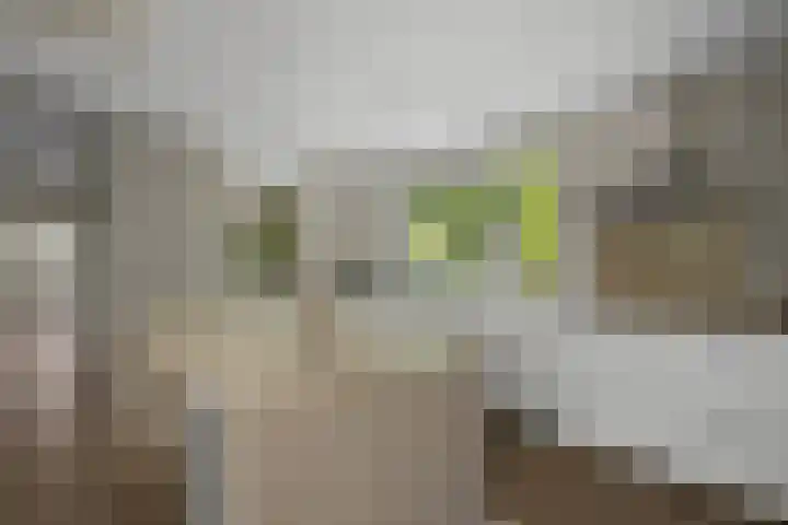 Amalia van Solmsstraat 31 Drunen thumbnail 16