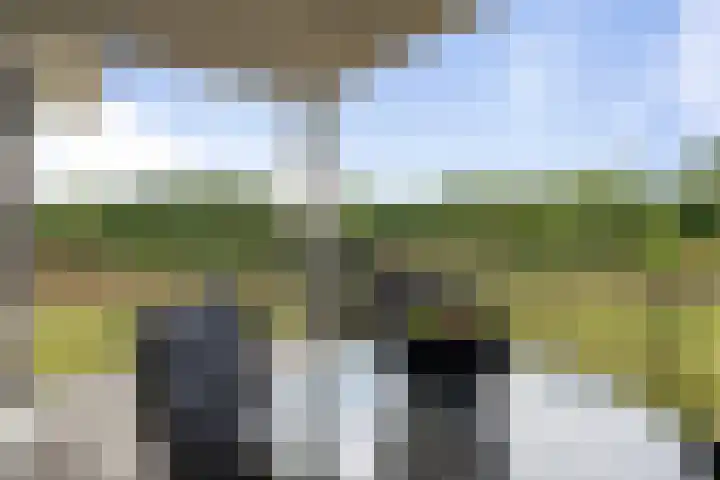 Amalialaantje 46 Bosschenhoofd thumbnail 16