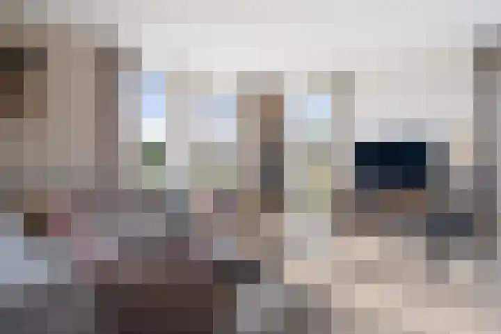 Amalialaantje 46 Bosschenhoofd thumbnail 9