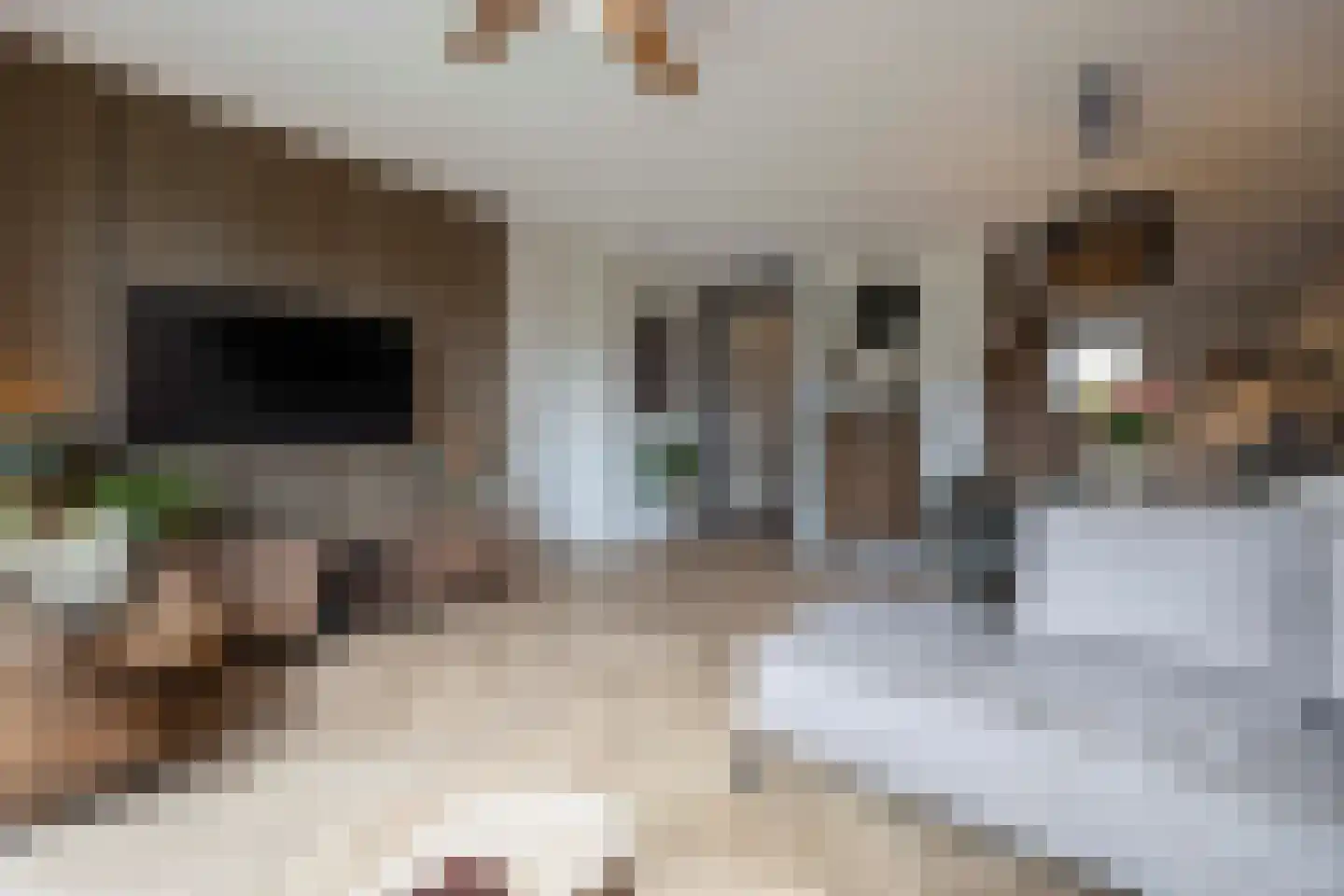 Amalialaantje 50 Bosschenhoofd thumbnail 20