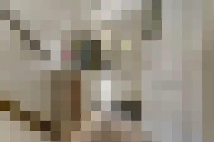 Amaliastein 181 Vianen thumbnail 21