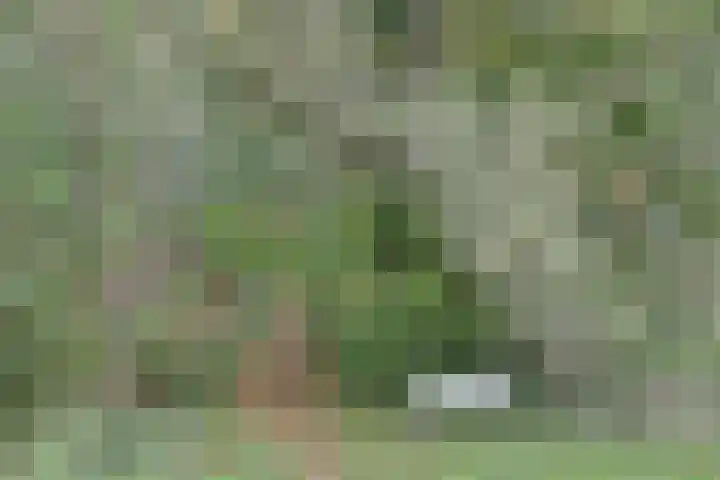 Amaliastein 77 Vianen thumbnail 36