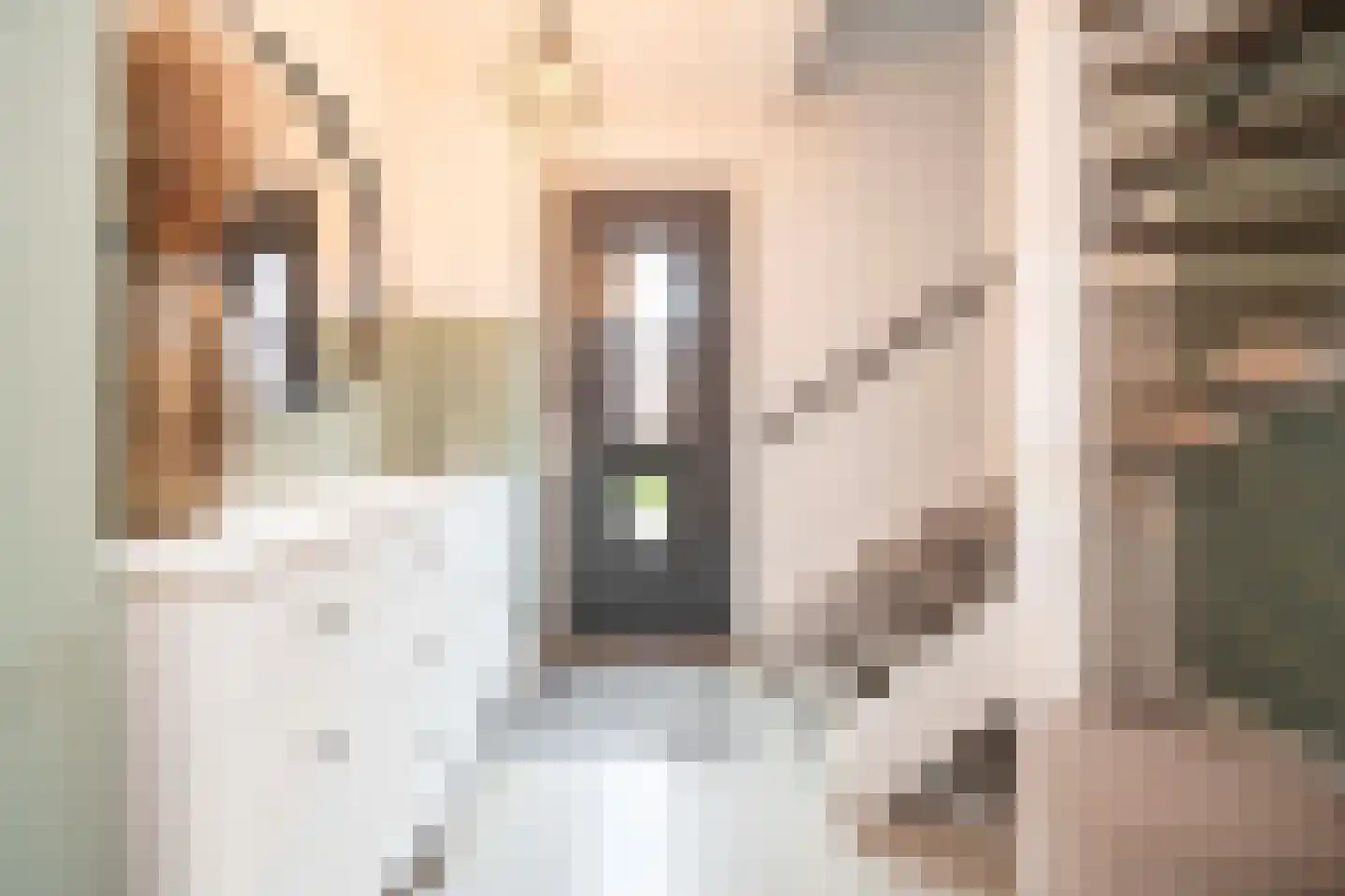 Amaliastraat 12 St. Willebrord thumbnail 6