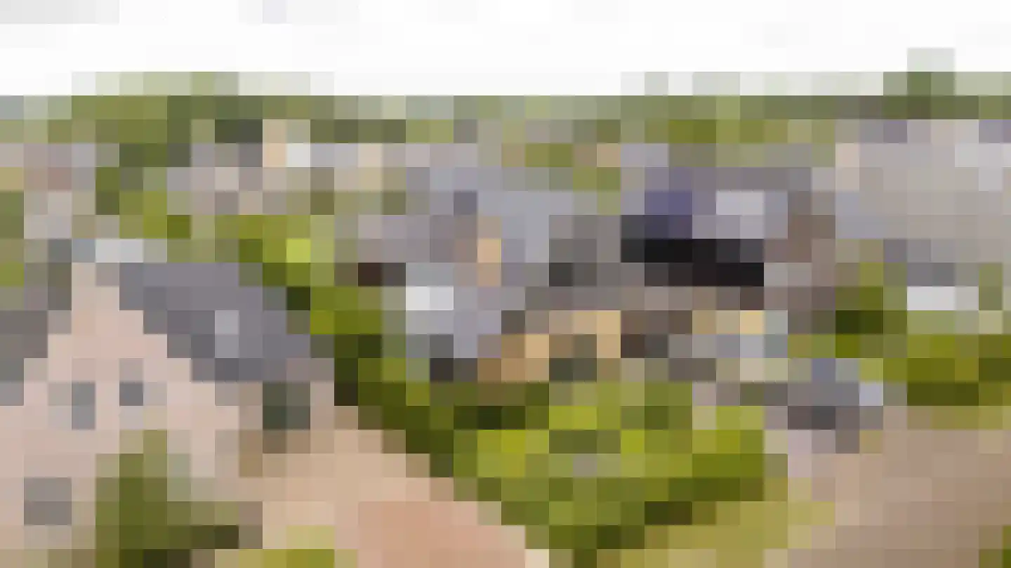 Amandellint 20 Limmen thumbnail 50