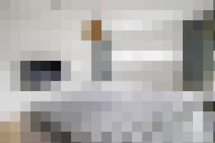 Amaranthout 5 Zoetermeer thumbnail 35