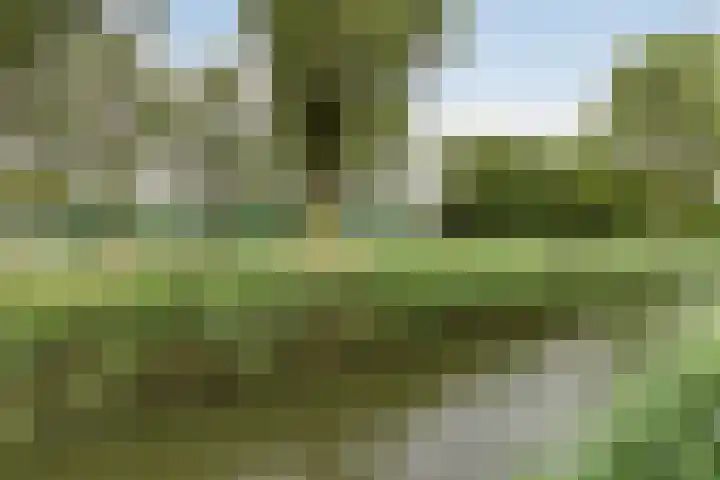 Amazone 264 Dordrecht thumbnail 35
