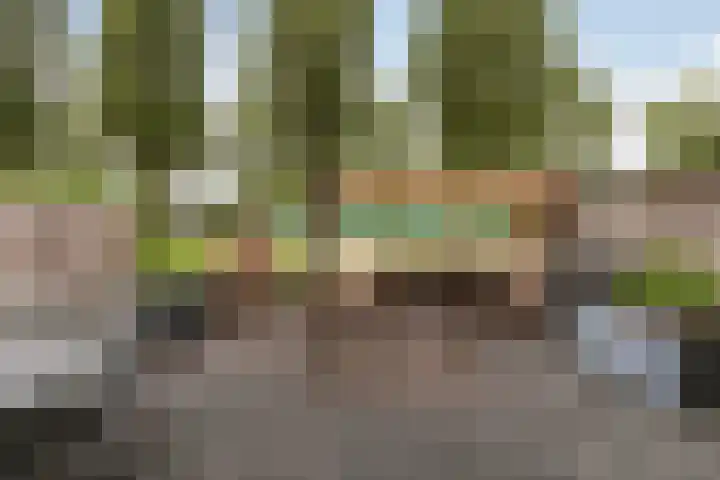 Amazone 264 Dordrecht thumbnail 4