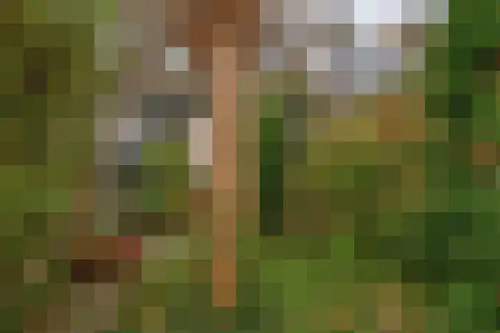 Amazonestraat 17 Spijkenisse thumbnail 23
