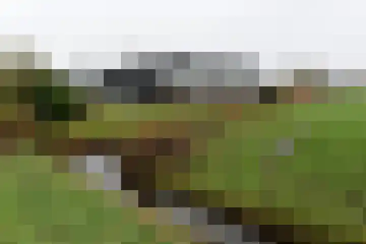 Ambachtshof 44 De Kwakel thumbnail 22