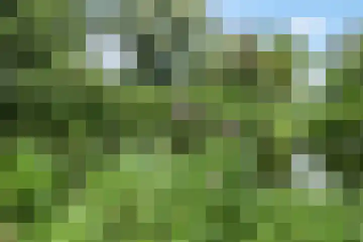 Ambon 35 Barneveld thumbnail 47