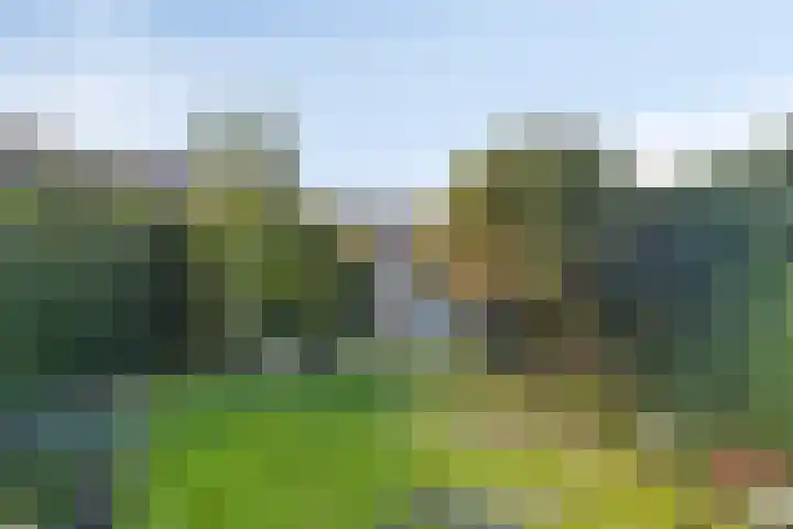 Ambon 50 Barneveld thumbnail 29