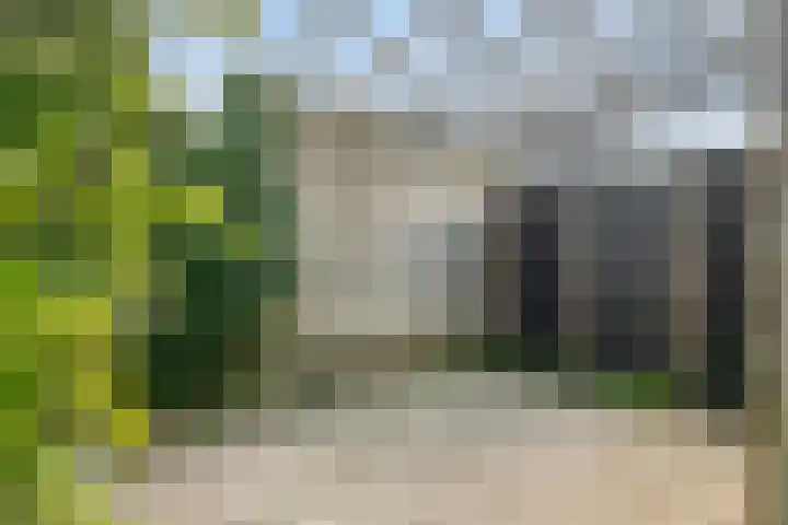 Ambon 50 Barneveld thumbnail 30