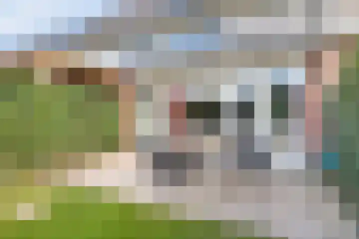 Ambon 50 Barneveld thumbnail 32