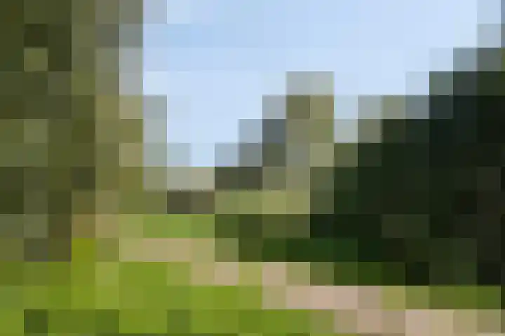 Ambon 50 Barneveld thumbnail 33