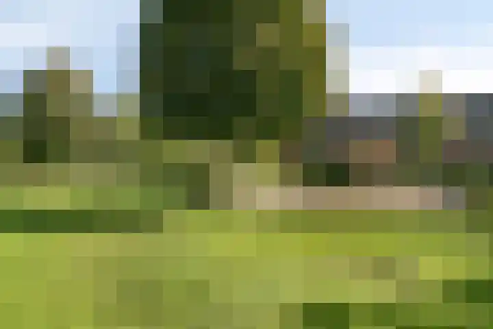 Ambon 50 Barneveld thumbnail 34