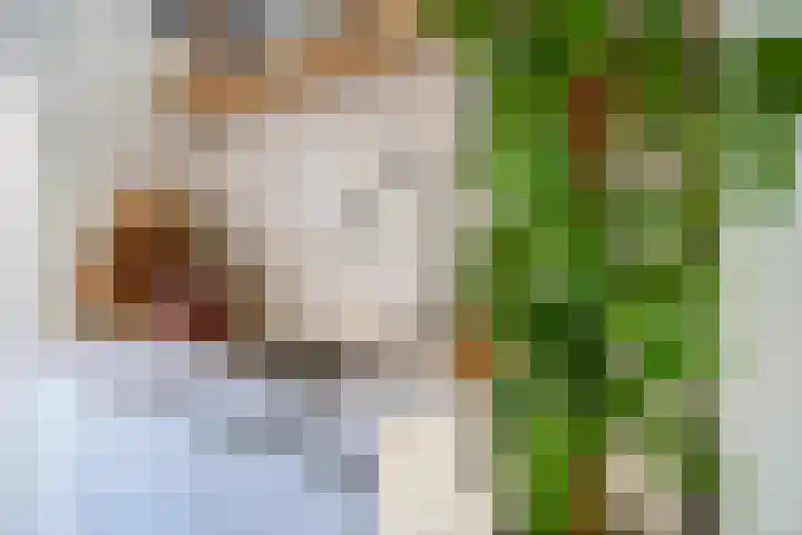 Ambonstraat 25 Groningen thumbnail 14