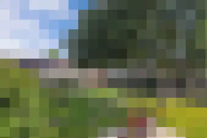 Ame 3 Drachten thumbnail 47
