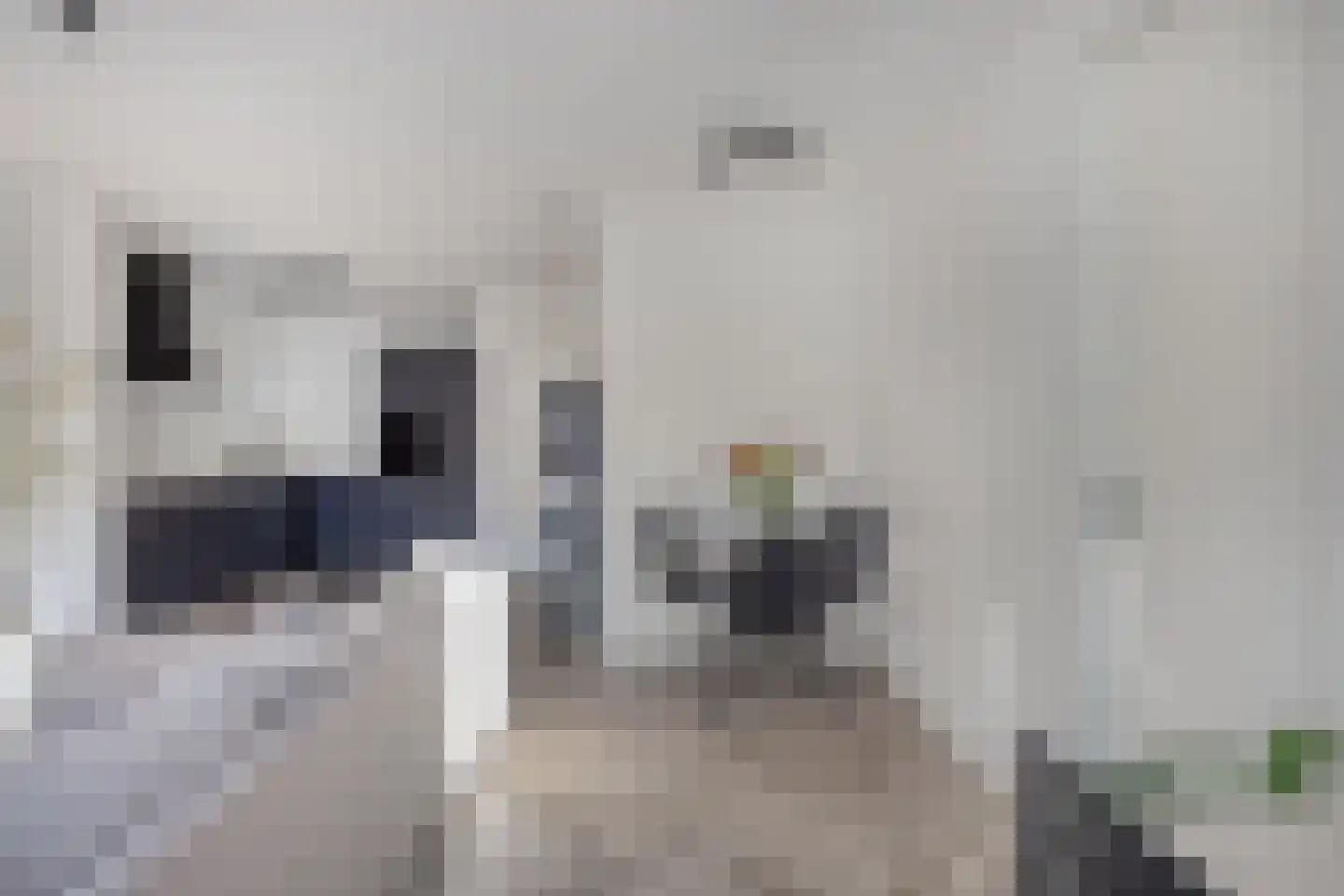 Ameland 4 D Zaandam thumbnail 6