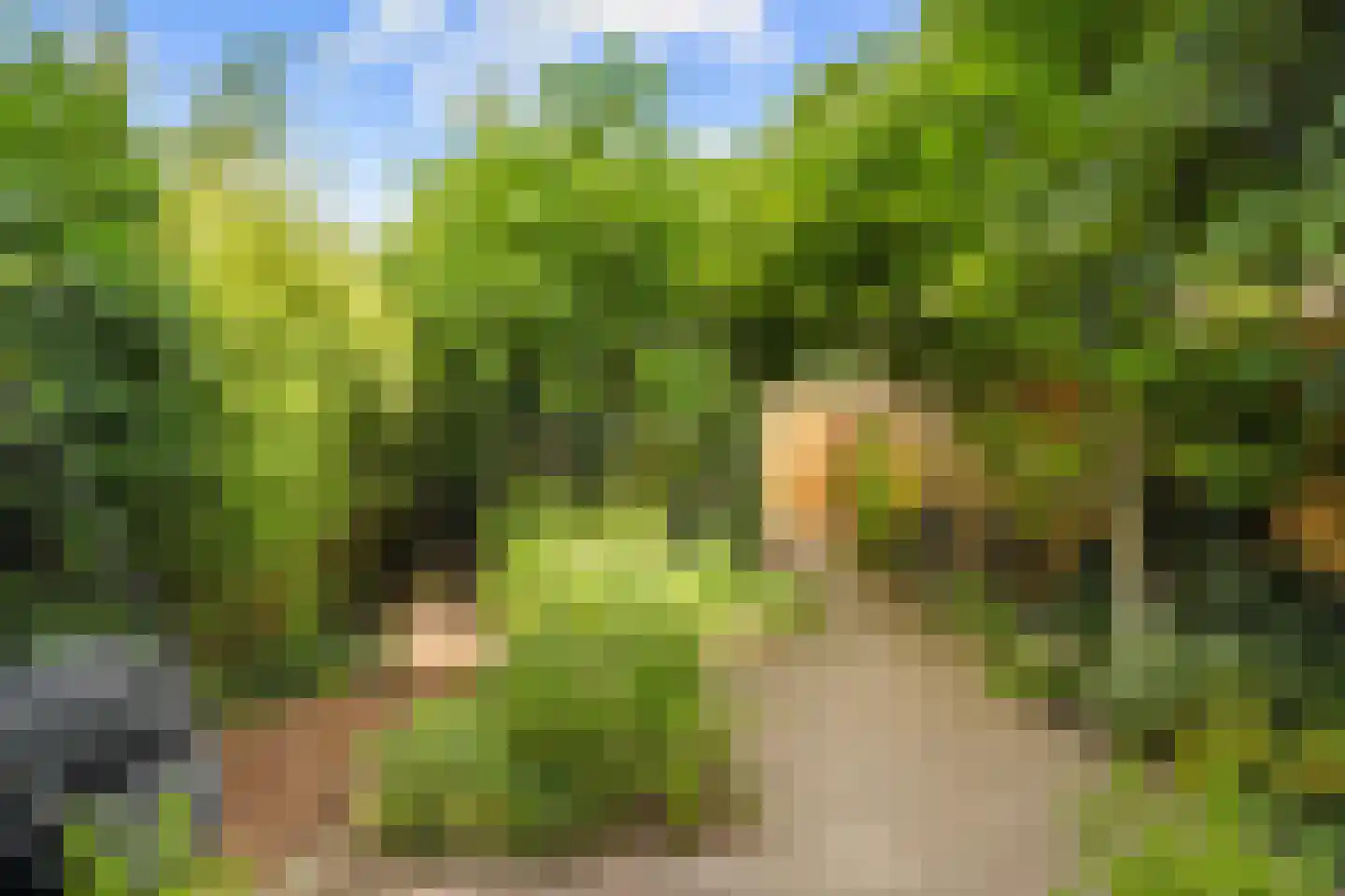 Ameland 5 Bergschenhoek thumbnail 30