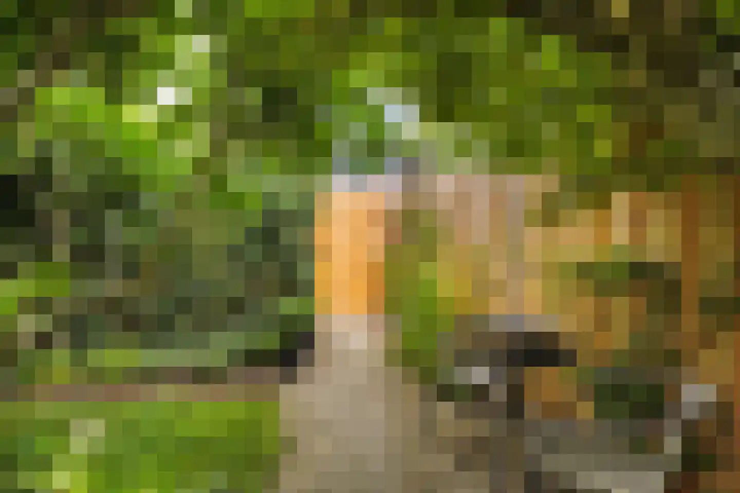Ameland 5 Bergschenhoek thumbnail 32