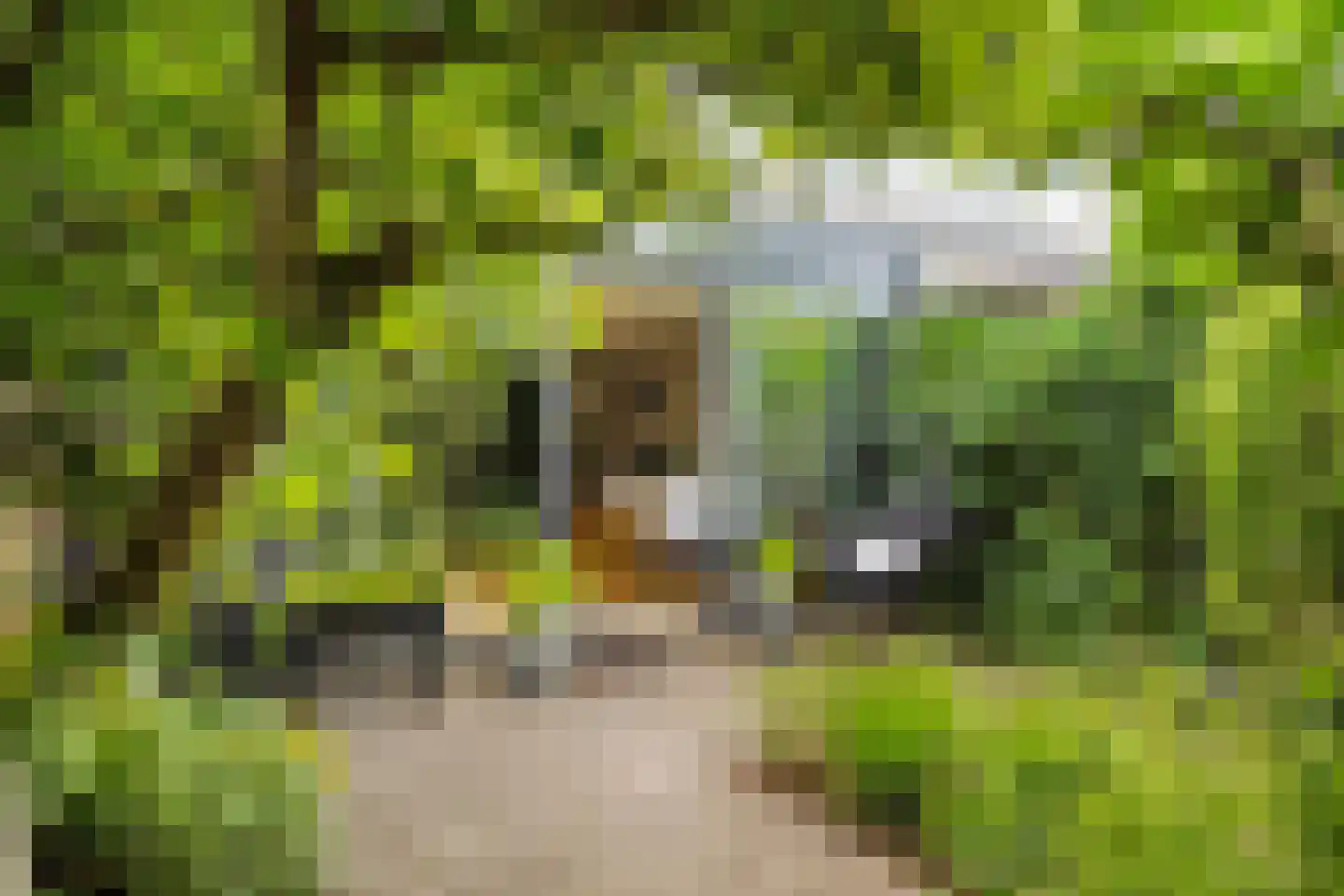 Ameland 5 Bergschenhoek thumbnail 34