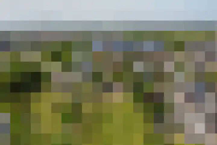 Amelsgroet 50 Zuid-Scharwoude thumbnail 58