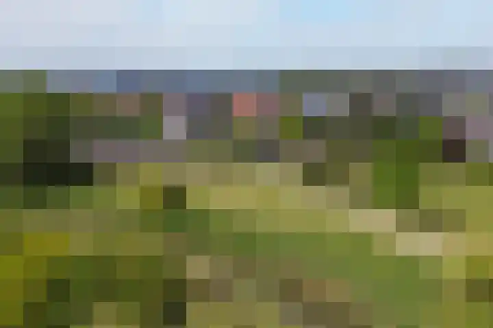 Amelsgroet 50 Zuid-Scharwoude thumbnail 60