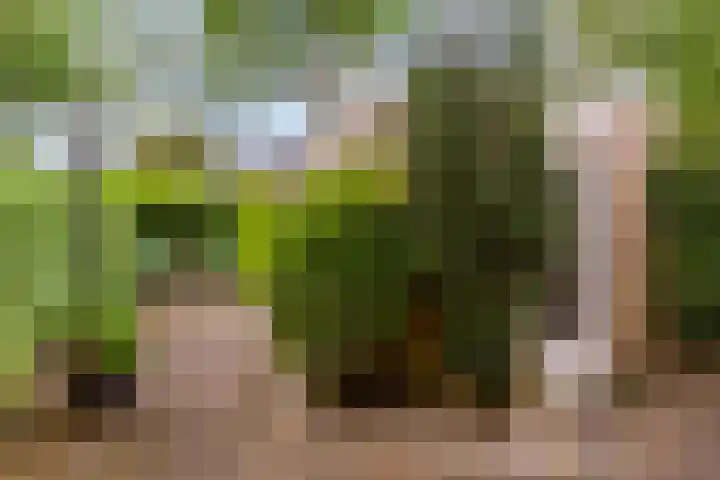 Amelterhout 116 Assen thumbnail 32