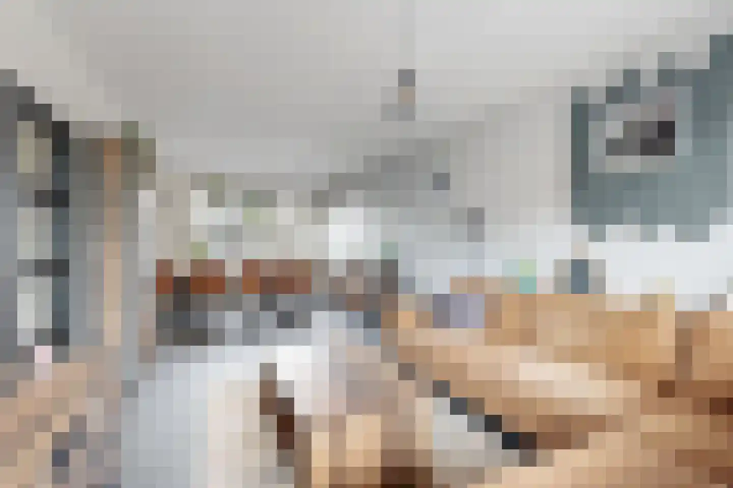 Amer 7 Zevenbergen thumbnail 13