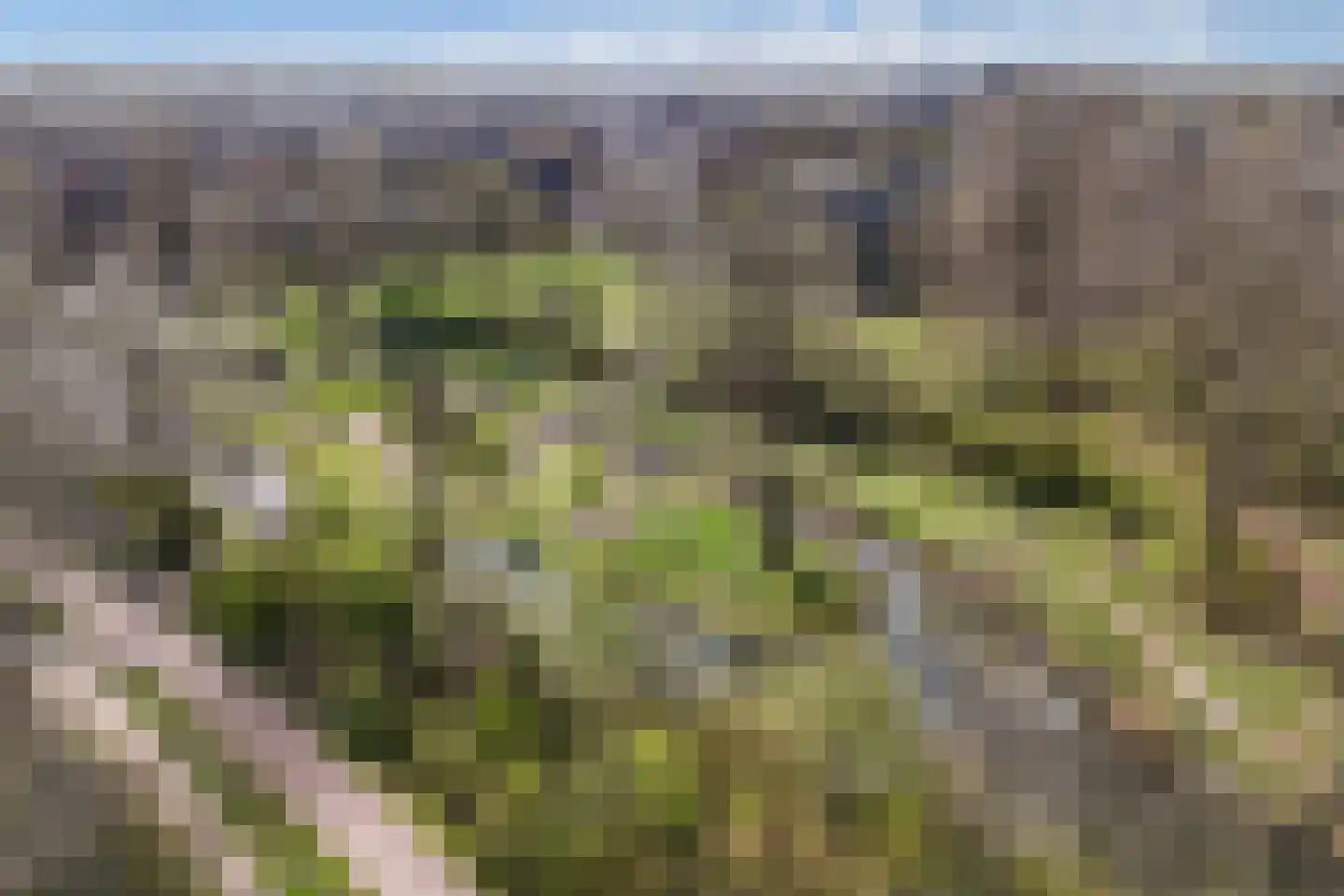 Amer 8 Huizen thumbnail 29