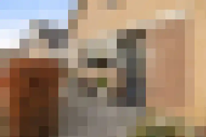 Amer 82 Brielle thumbnail 4