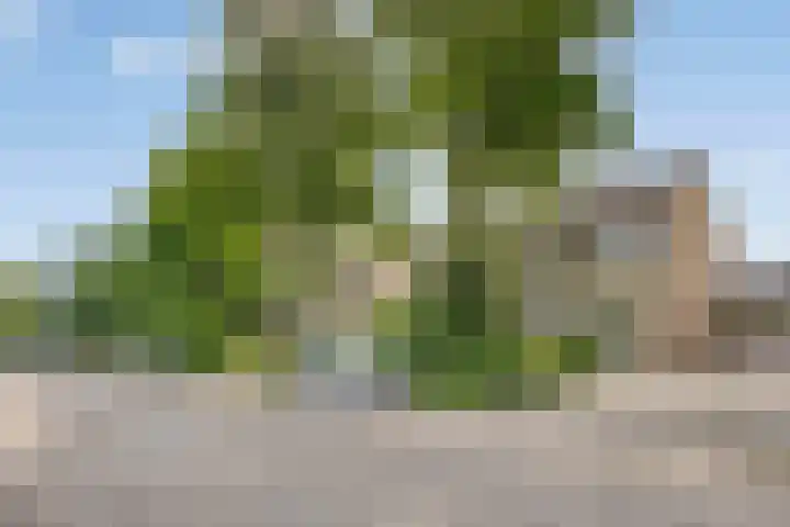 Amerikalaan 33 Son en Breugel thumbnail 39